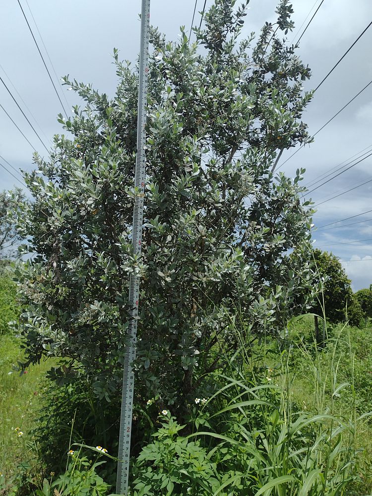 conocarpus-erectus-sericeus-silver-buttonwood