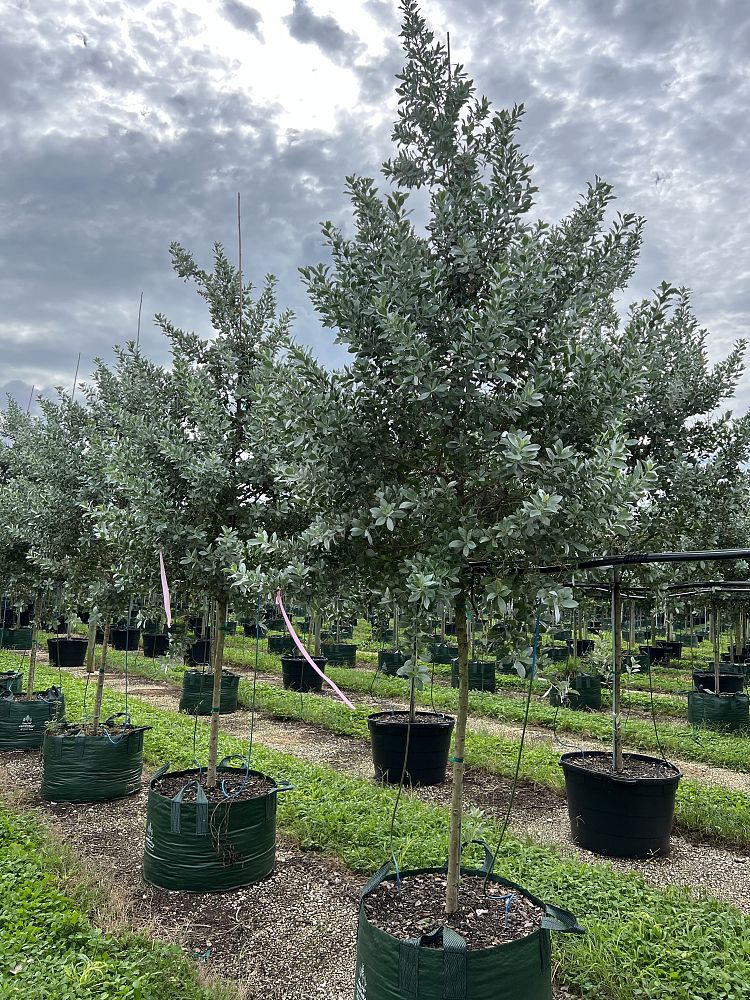 conocarpus-erectus-sericeus-silver-buttonwood