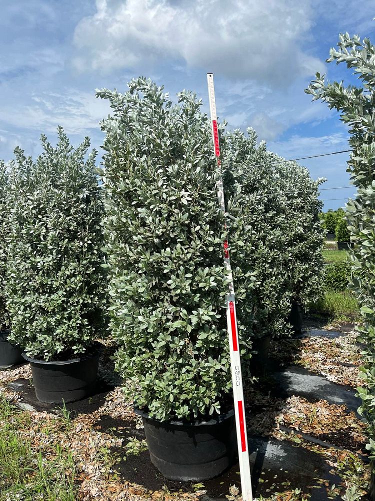 conocarpus-erectus-sericeus-silver-buttonwood