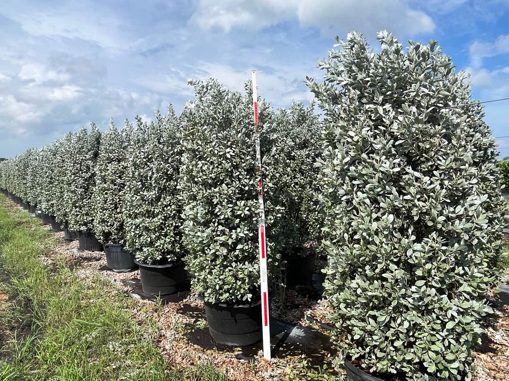 conocarpus-erectus-sericeus-silver-buttonwood