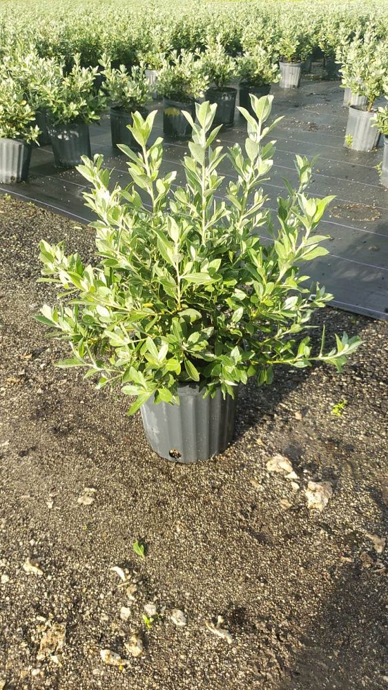 conocarpus-erectus-sericeus-silver-buttonwood