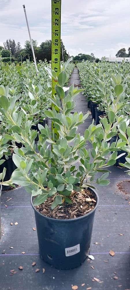 conocarpus-erectus-sericeus-silver-buttonwood