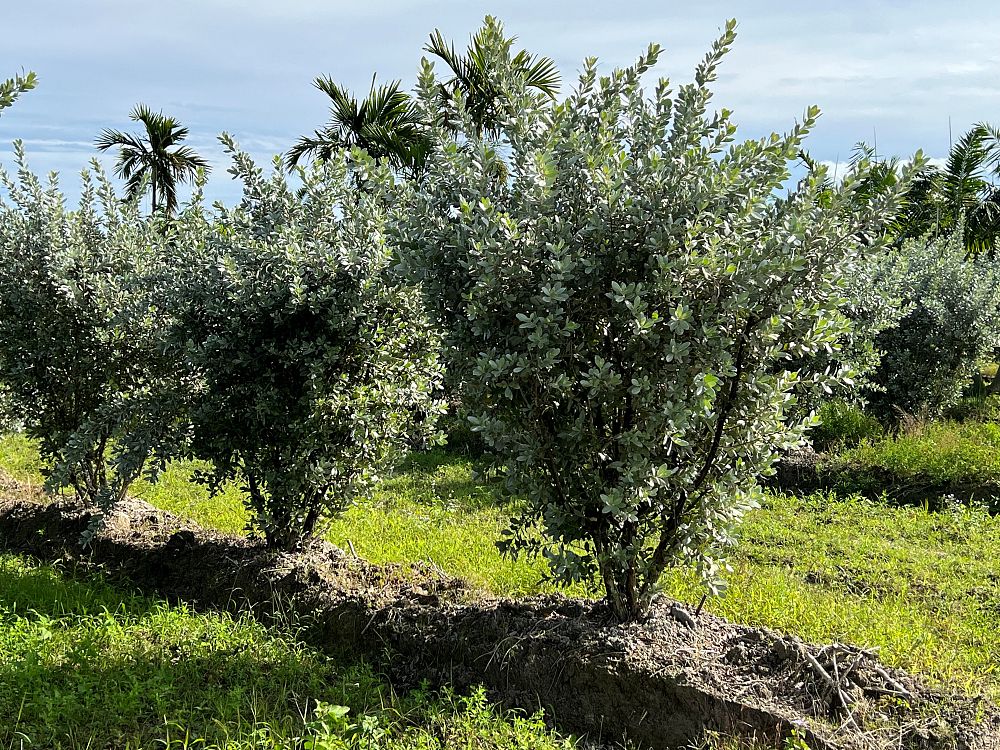 conocarpus-erectus-sericeus-silver-buttonwood