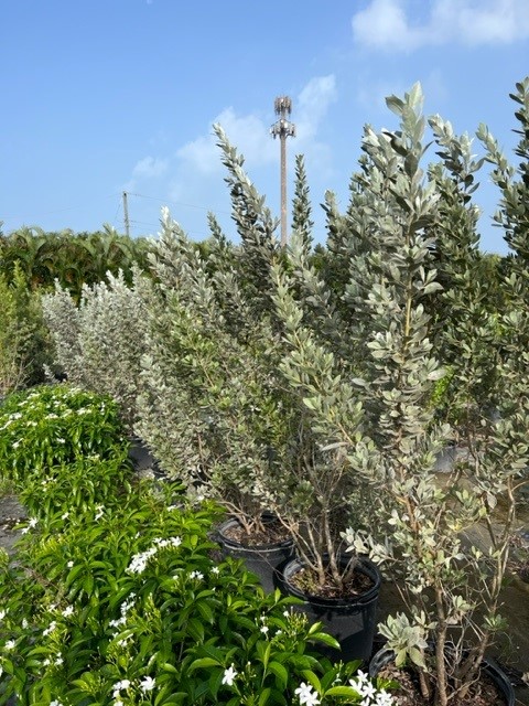 conocarpus-erectus-sericeus-silver-buttonwood