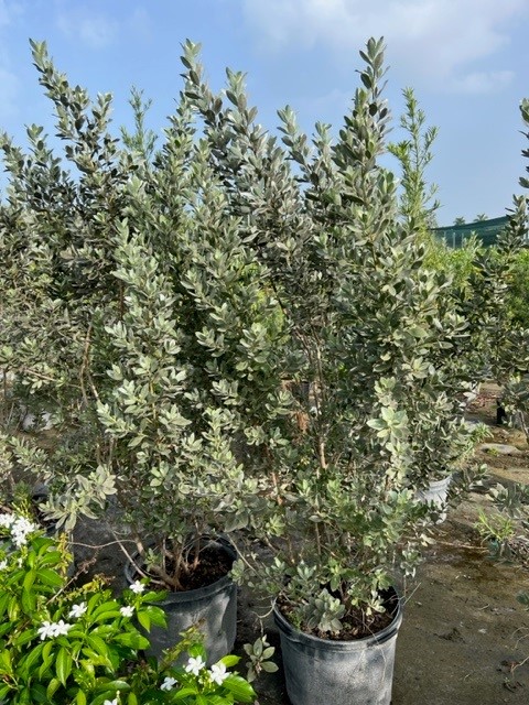 conocarpus-erectus-sericeus-silver-buttonwood