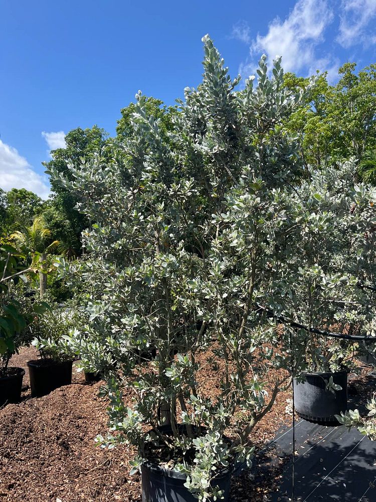 conocarpus-erectus-sericeus-silver-buttonwood