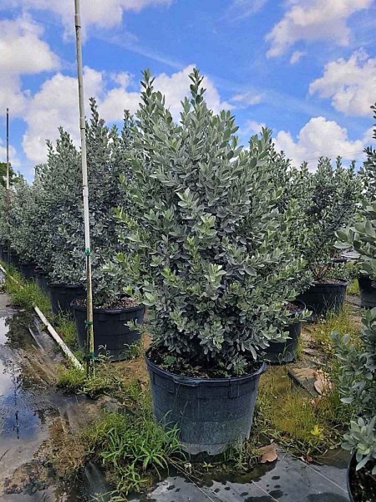conocarpus-erectus-sericeus-silver-buttonwood