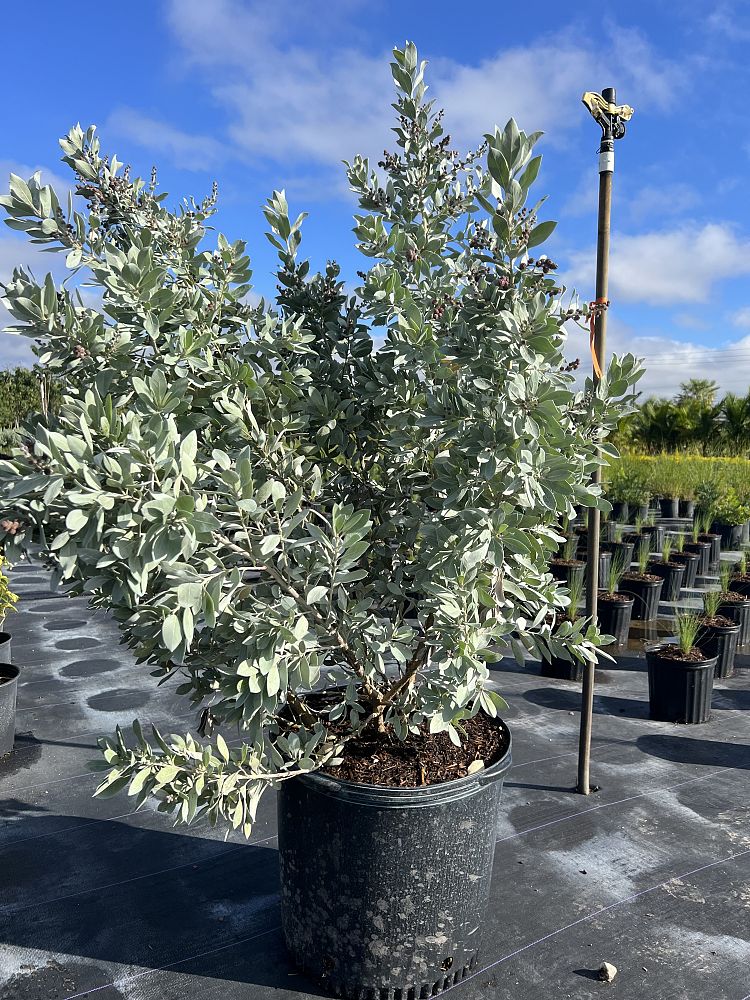 conocarpus-erectus-sericeus-silver-buttonwood