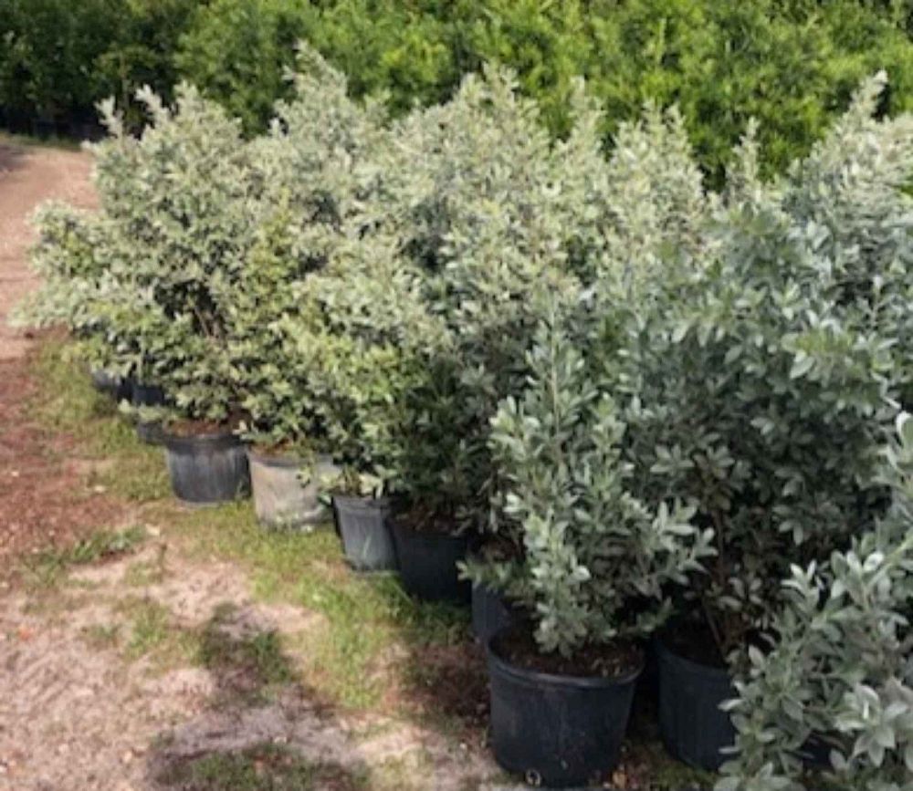 conocarpus-erectus-sericeus-silver-buttonwood