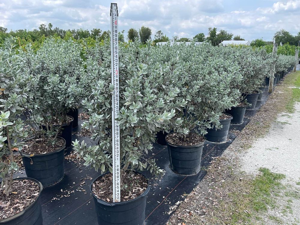 conocarpus-erectus-sericeus-silver-buttonwood