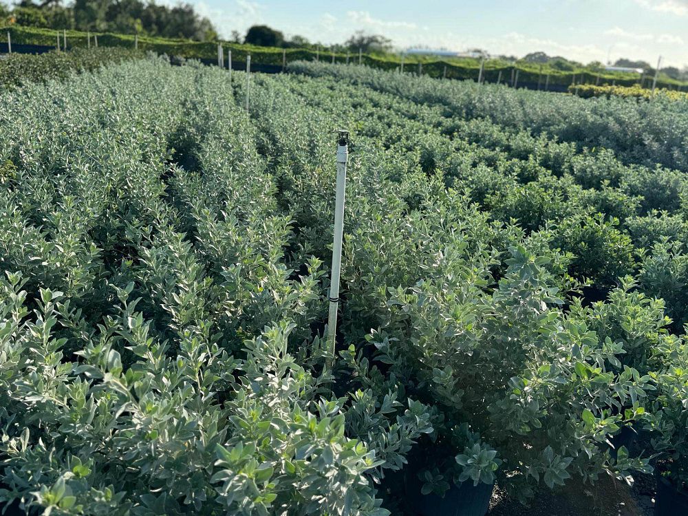 conocarpus-erectus-sericeus-silver-buttonwood