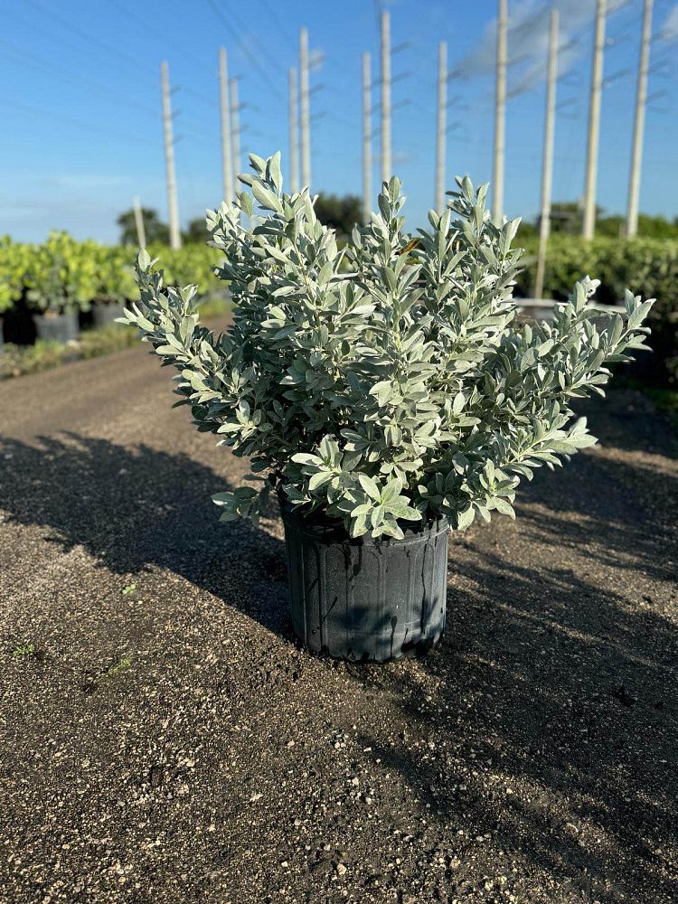conocarpus-erectus-sericeus-silver-buttonwood