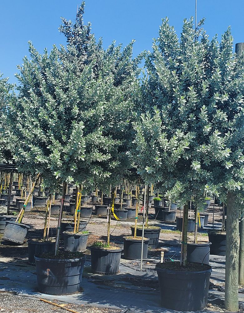 conocarpus-erectus-sericeus-silver-buttonwood