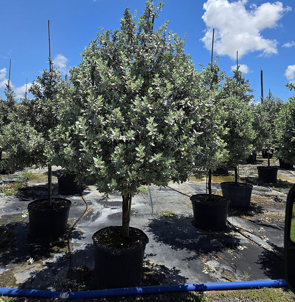 conocarpus-erectus-sericeus-silver-buttonwood