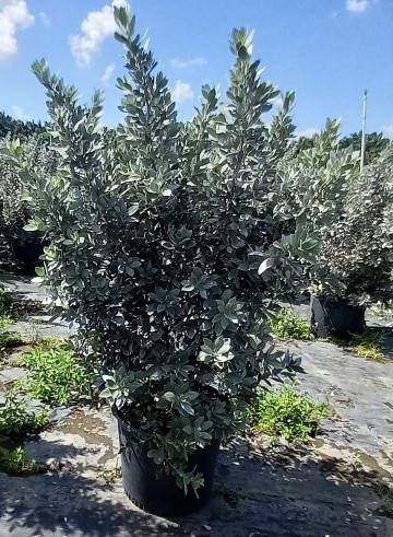 conocarpus-erectus-sericeus-silver-buttonwood