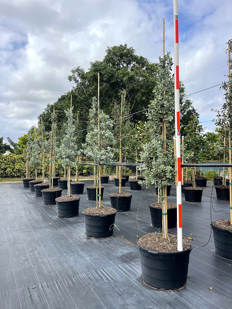 conocarpus-erectus-sericeus-silver-buttonwood