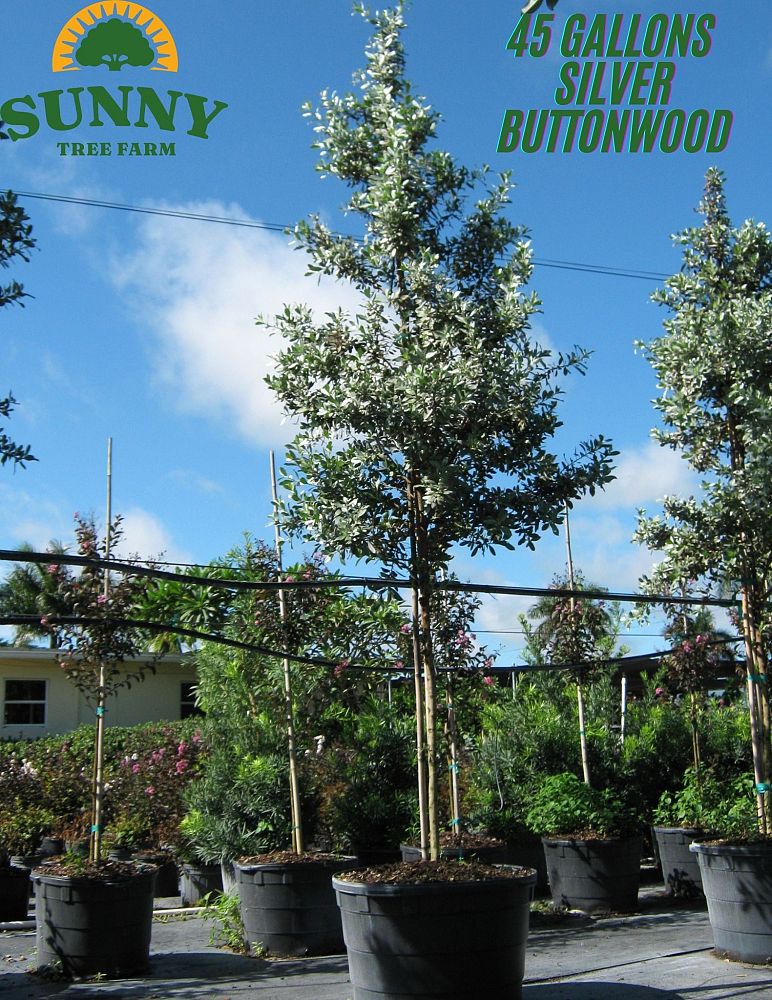 conocarpus-erectus-sericeus-silver-buttonwood