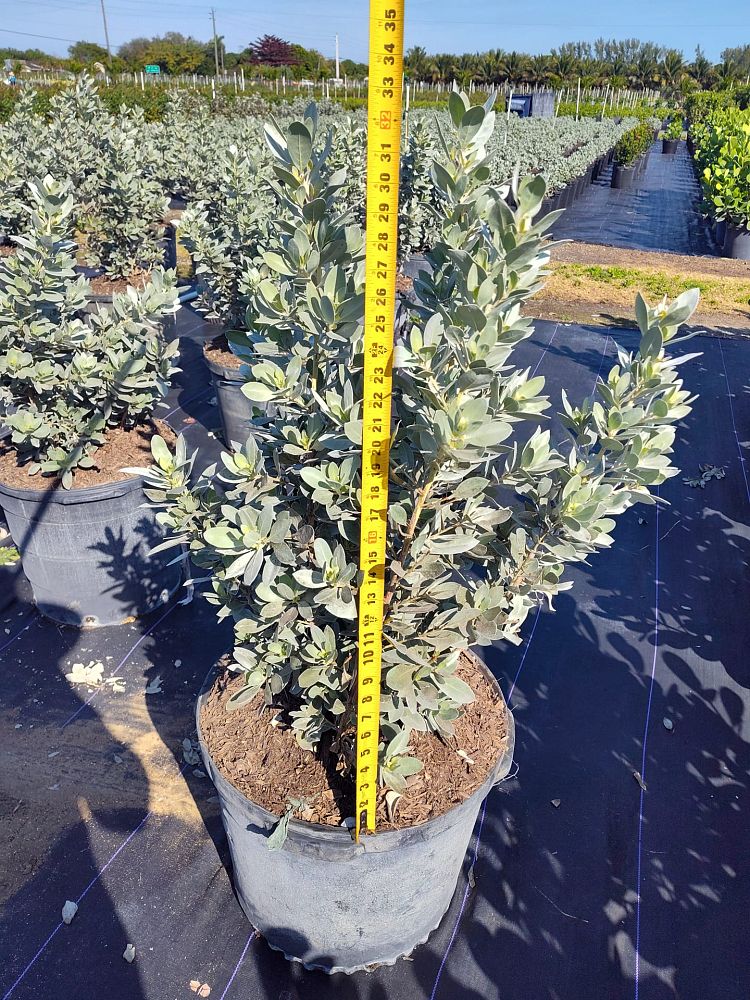 conocarpus-erectus-sericeus-silver-buttonwood