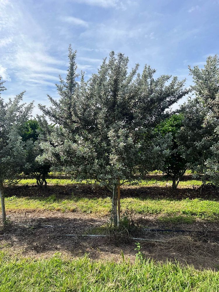 conocarpus-erectus-sericeus-silver-buttonwood