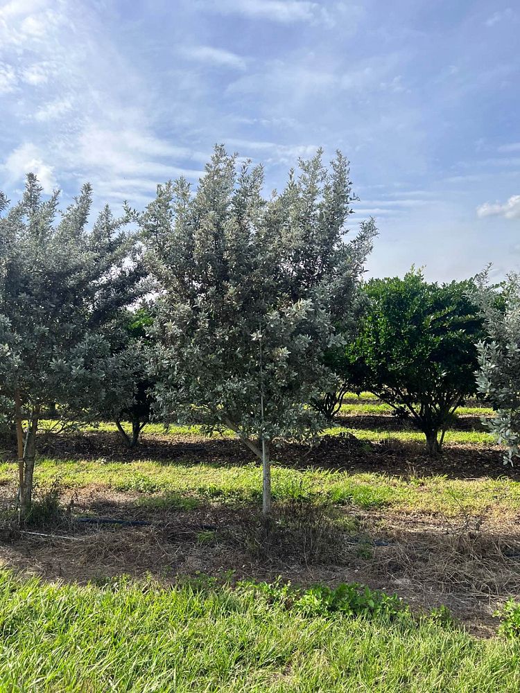 conocarpus-erectus-sericeus-silver-buttonwood