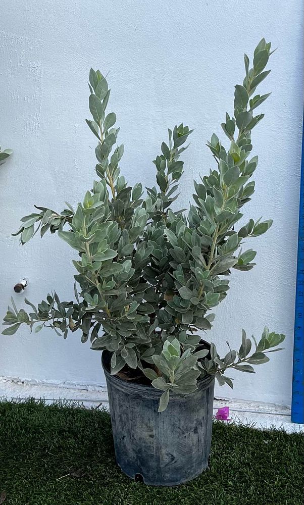 conocarpus-erectus-sericeus-silver-buttonwood
