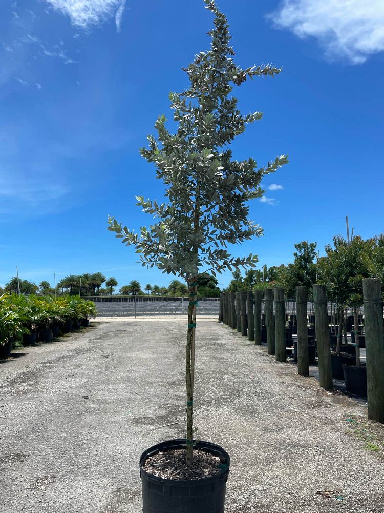 conocarpus-erectus-sericeus-silver-buttonwood
