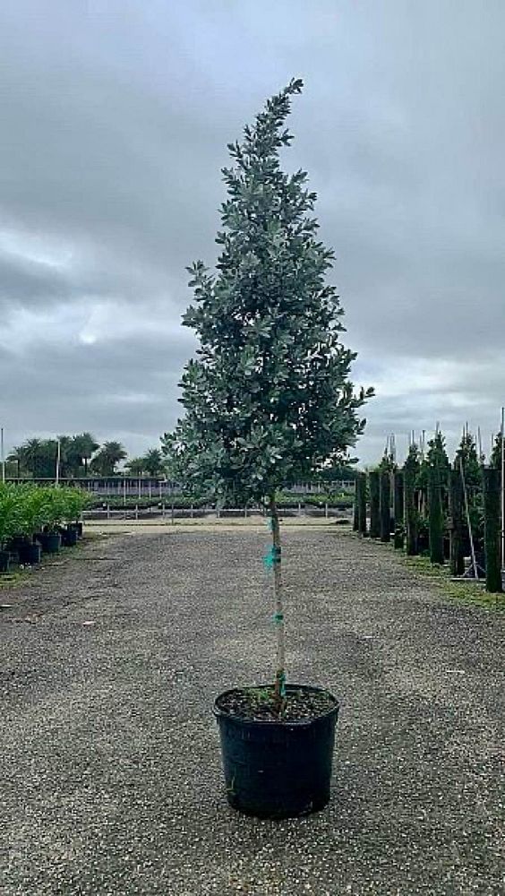 conocarpus-erectus-sericeus-silver-buttonwood