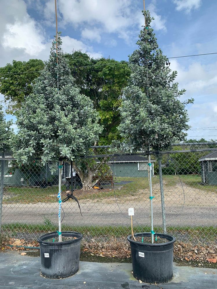 conocarpus-erectus-sericeus-silver-buttonwood