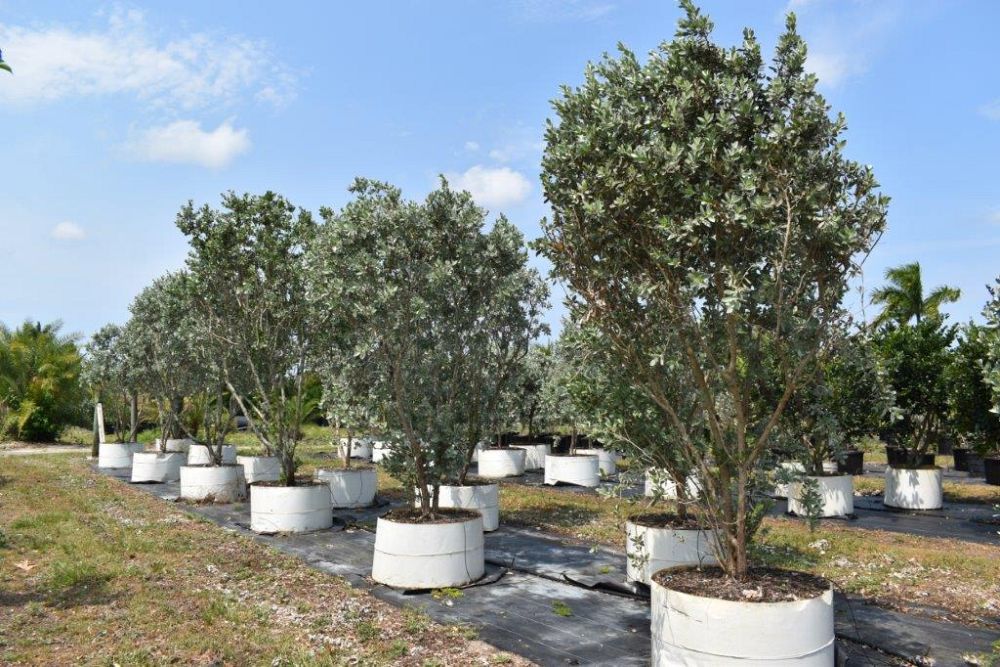 conocarpus-erectus-sericeus-silver-buttonwood