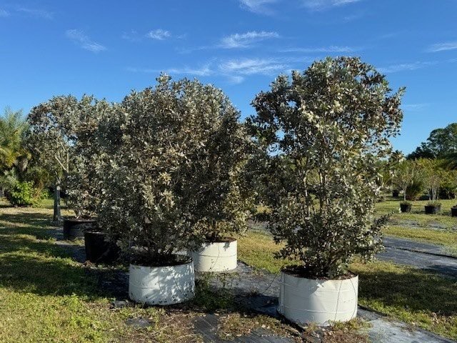 conocarpus-erectus-sericeus-silver-buttonwood