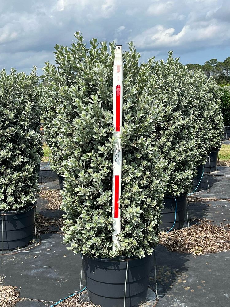 conocarpus-erectus-sericeus-silver-buttonwood