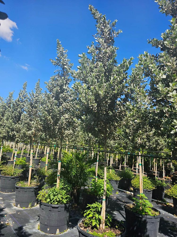 conocarpus-erectus-sericeus-silver-buttonwood