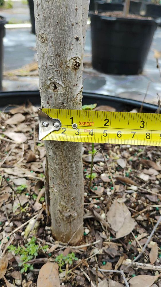 conocarpus-erectus-sericeus-silver-buttonwood