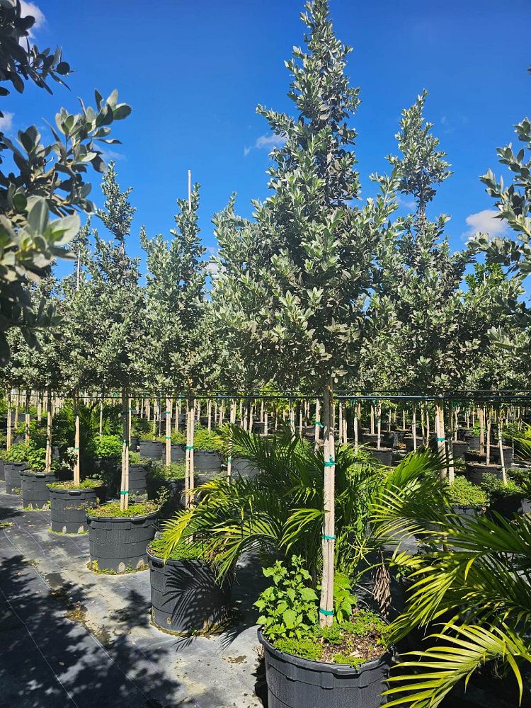 conocarpus-erectus-sericeus-silver-buttonwood