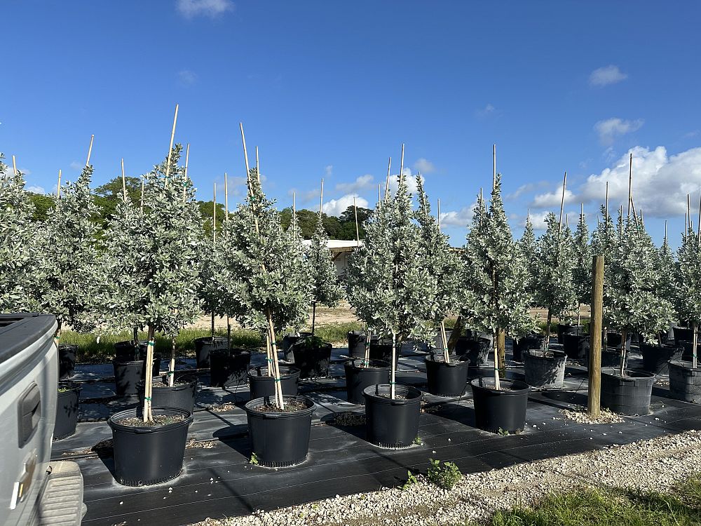 conocarpus-erectus-sericeus-silver-buttonwood