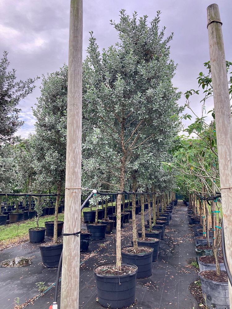 conocarpus-erectus-sericeus-silver-buttonwood