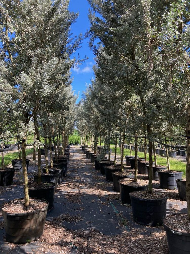 conocarpus-erectus-sericeus-silver-buttonwood