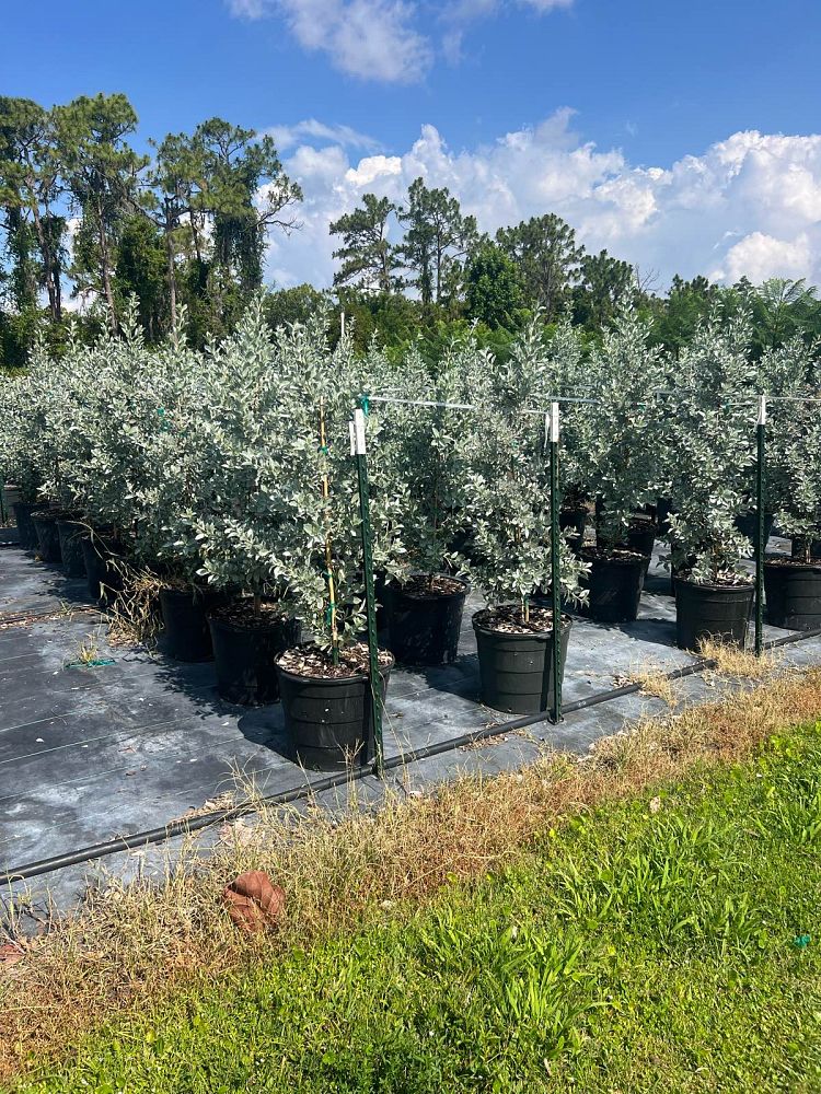 conocarpus-erectus-sericeus-silver-buttonwood