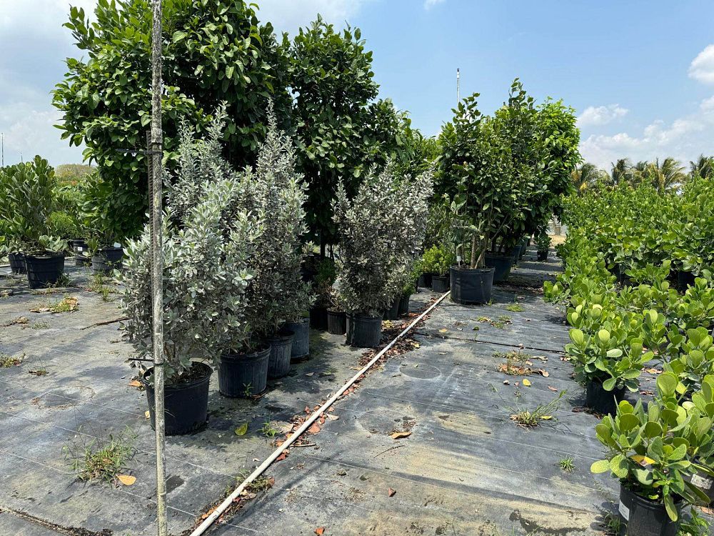 conocarpus-erectus-sericeus-silver-buttonwood