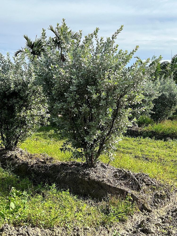 conocarpus-erectus-sericeus-silver-buttonwood