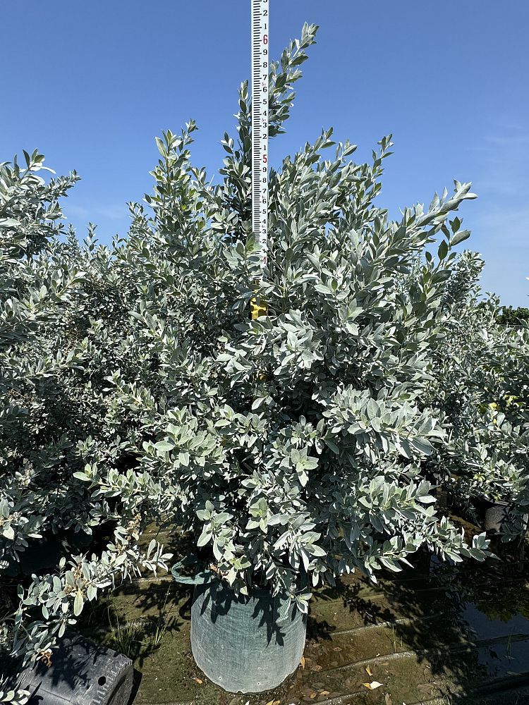 conocarpus-erectus-sericeus-silver-buttonwood
