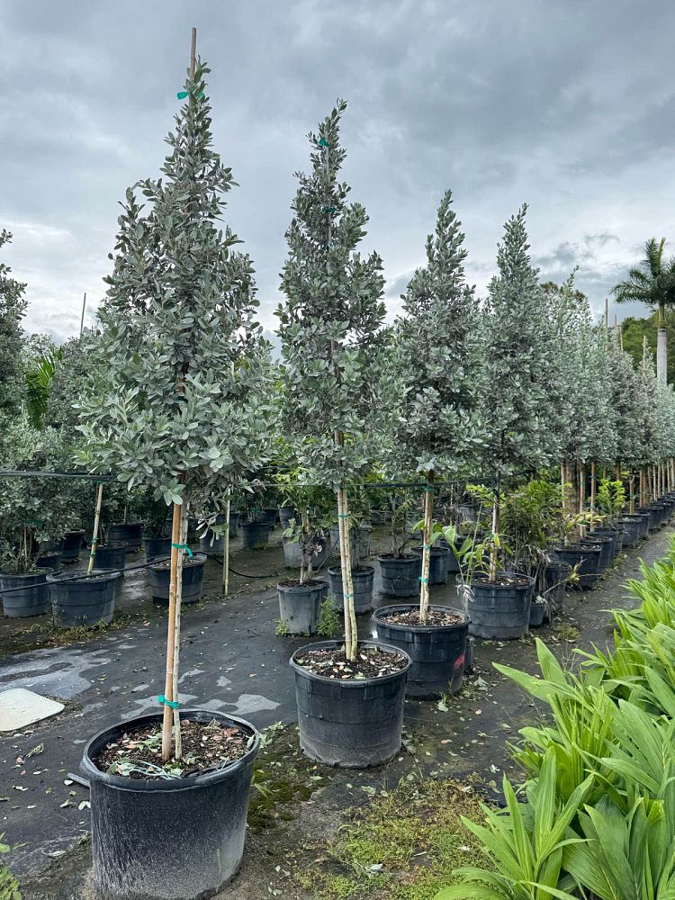 conocarpus-erectus-sericeus-silver-buttonwood