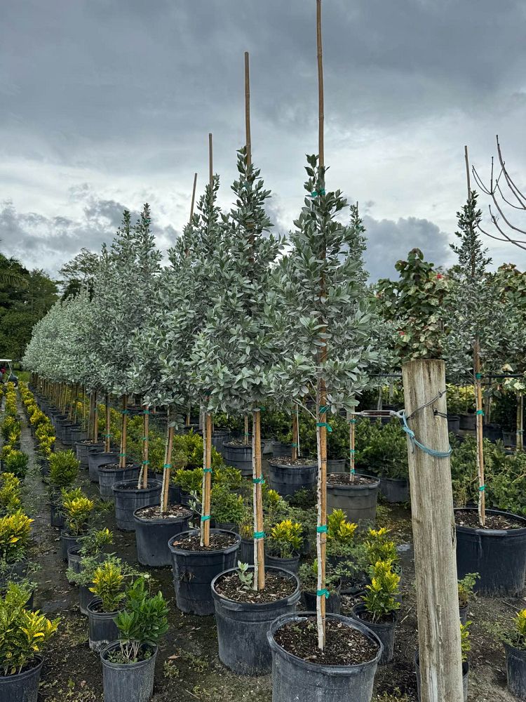 conocarpus-erectus-sericeus-silver-buttonwood