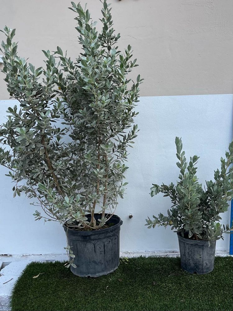 conocarpus-erectus-sericeus-silver-buttonwood