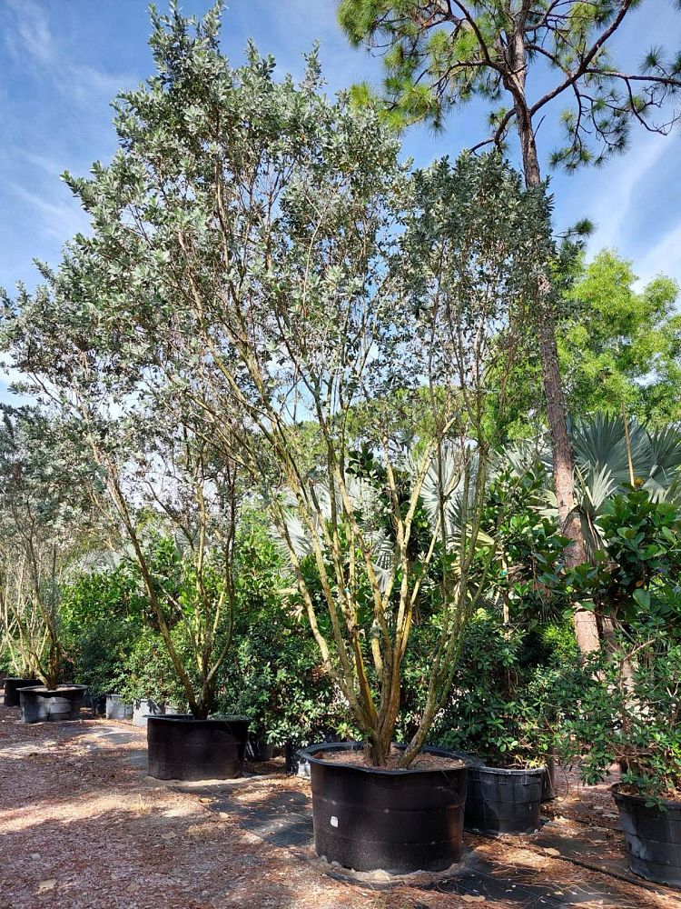 conocarpus-erectus-sericeus-silver-buttonwood