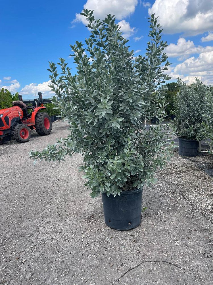 conocarpus-erectus-sericeus-silver-buttonwood