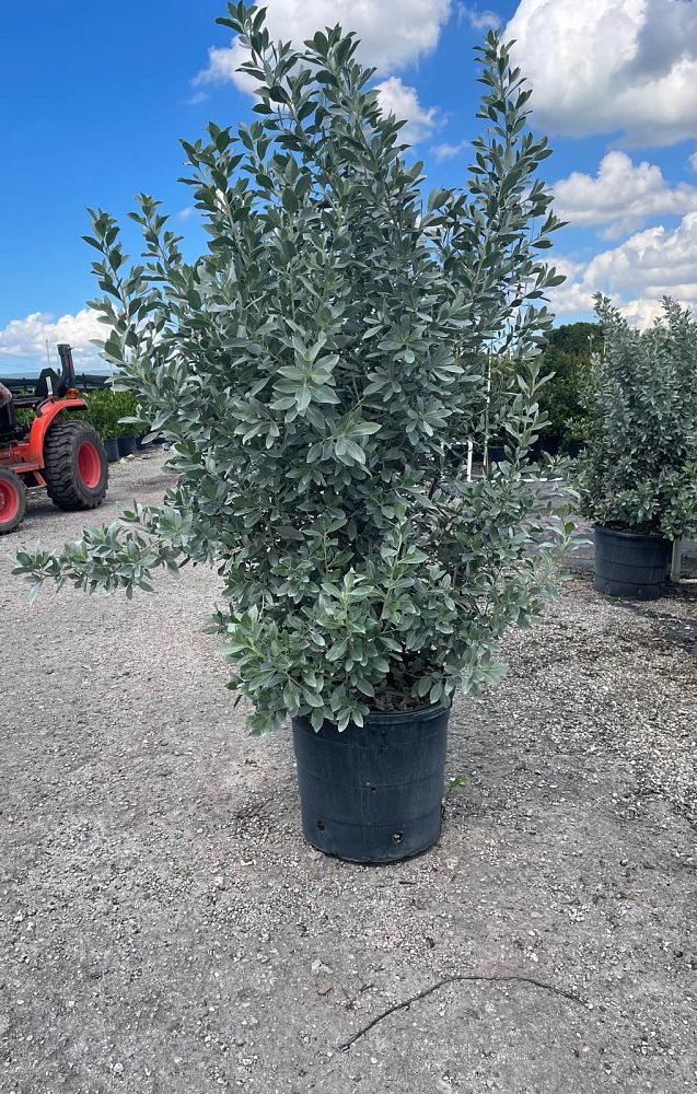 conocarpus-erectus-sericeus-silver-buttonwood