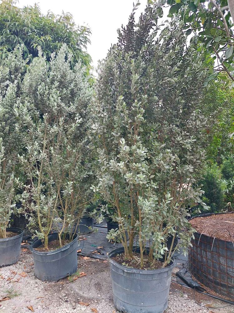conocarpus-erectus-sericeus-silver-buttonwood