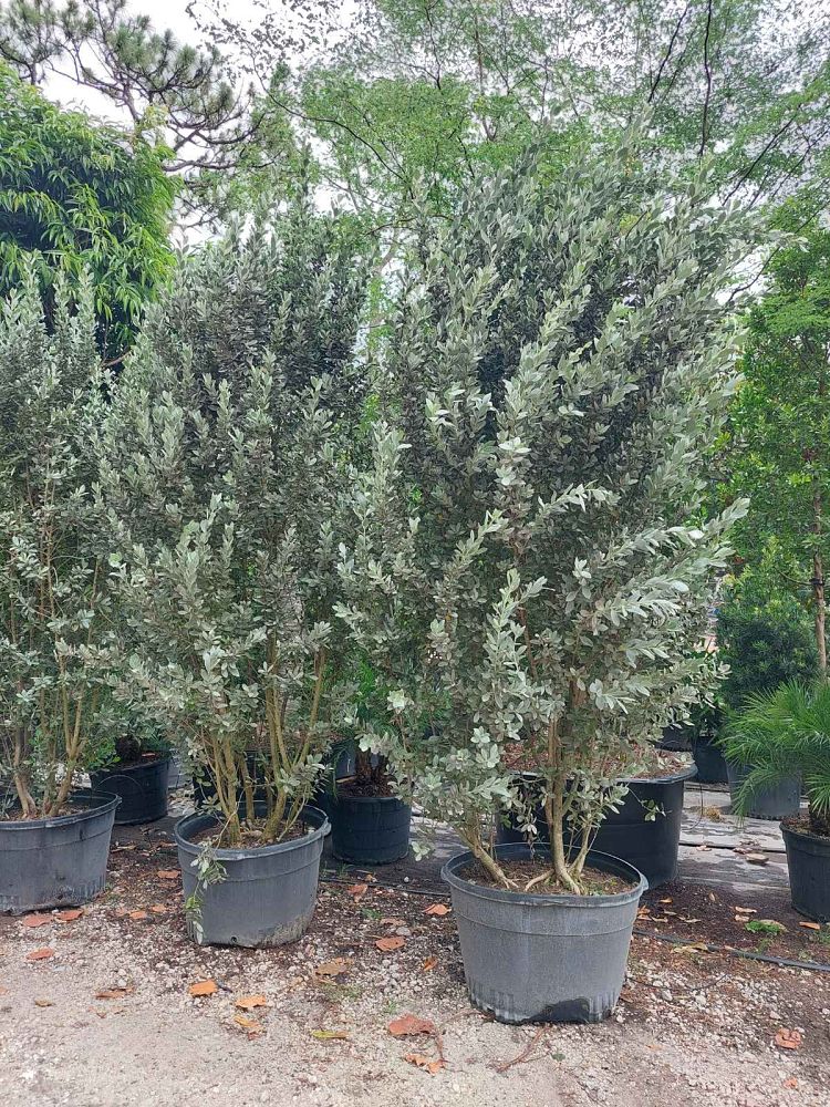 conocarpus-erectus-sericeus-silver-buttonwood