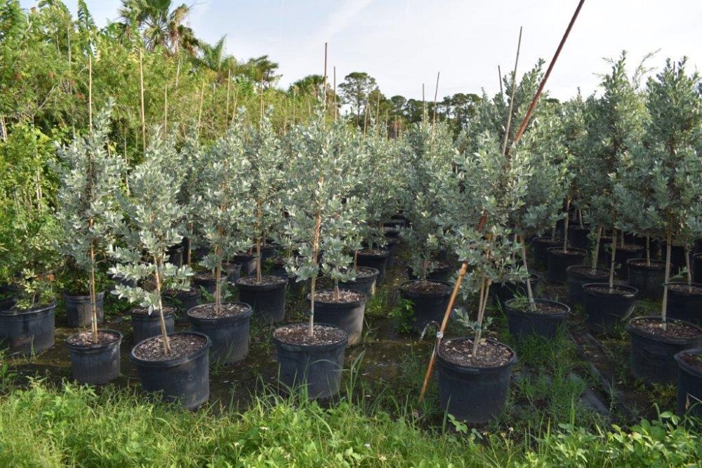 conocarpus-erectus-sericeus-silver-buttonwood